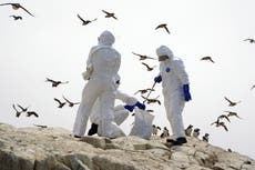 Does the spread of bird flu to mammals mean a greater risk to humans?