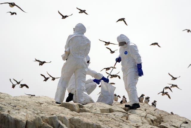 Does the spread of bird flu to mammals mean a greater risk to humans? (Owen Humphreys/PA)