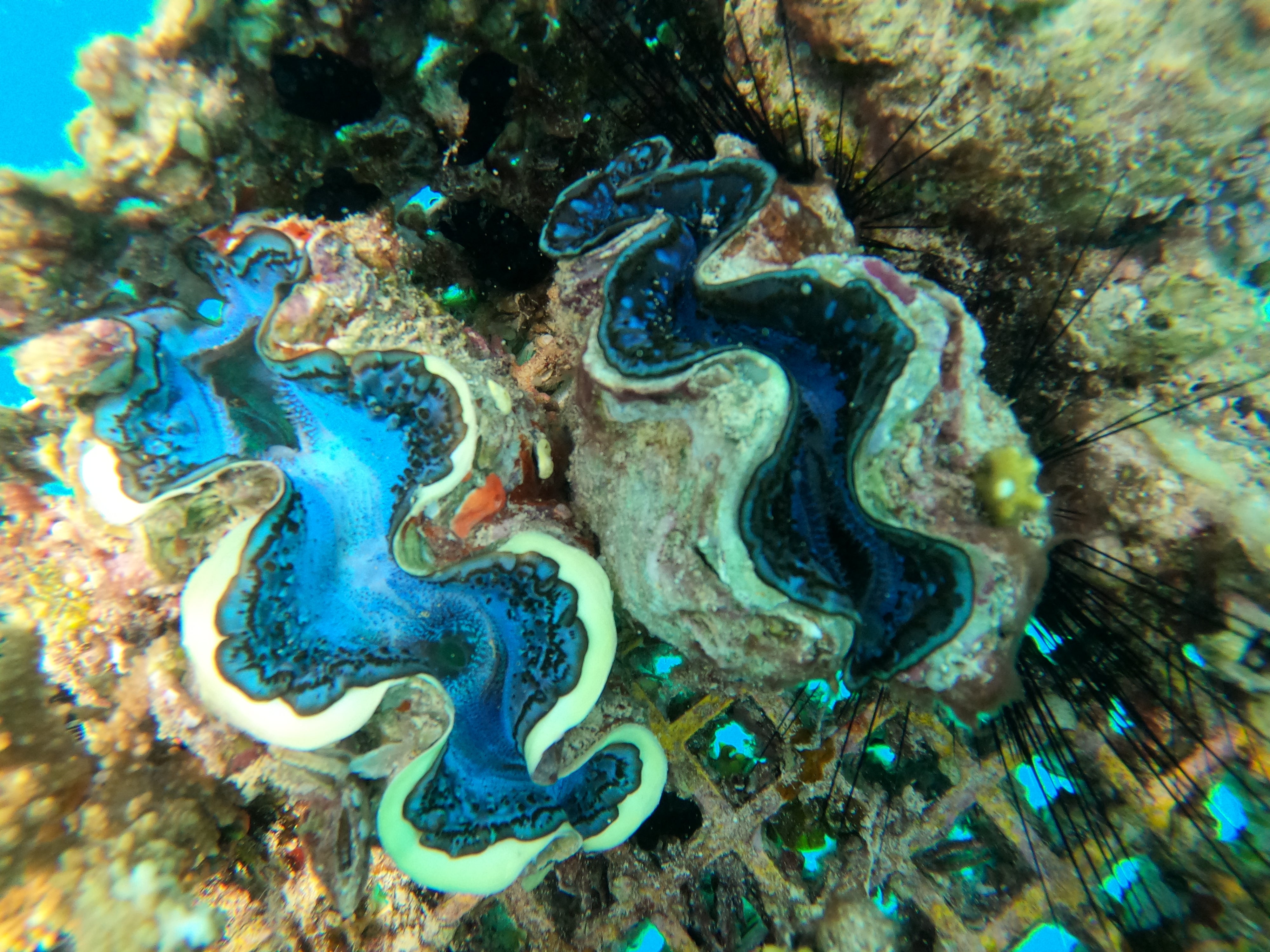 The corals growing in the Red Sea’s nurseries are as dazzling as they are diverse
