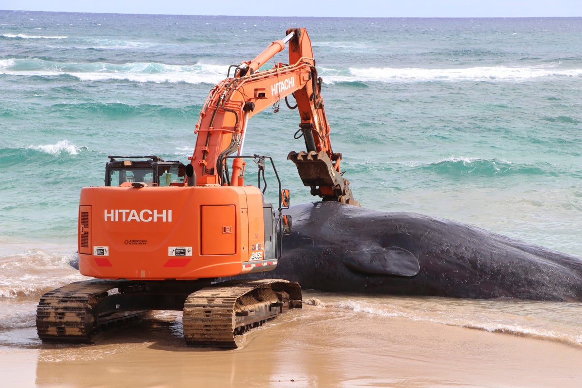 Dead whale washes ashore in Hawaii with stomach full of plastic waste and fishing gear