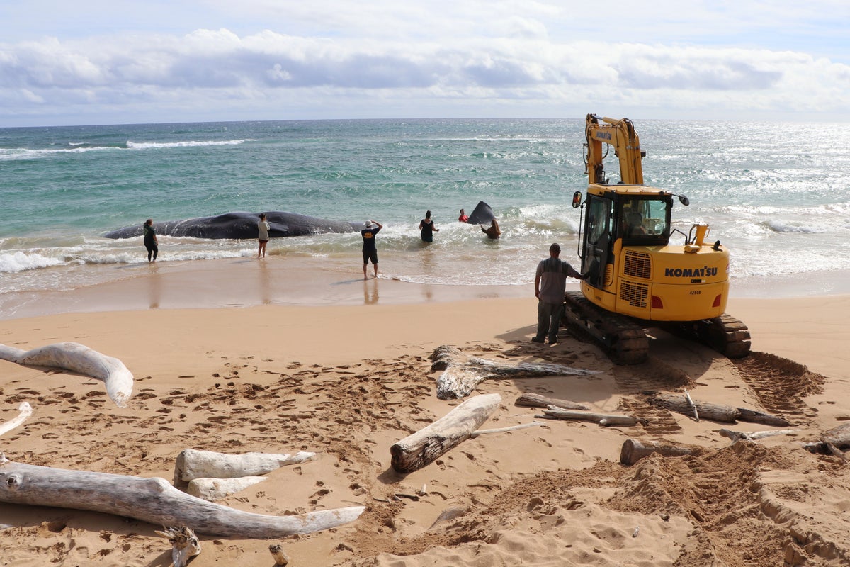 Hawaii whale dies with fishing nets, plastic bags in stomach