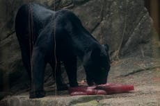 Blood-flavored ice helps zoo animals beat Rio's heat