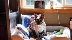 ‘Puppy love’: French bulldog ‘obsessed’ with Henry Cavill sleeps on shrine of actor