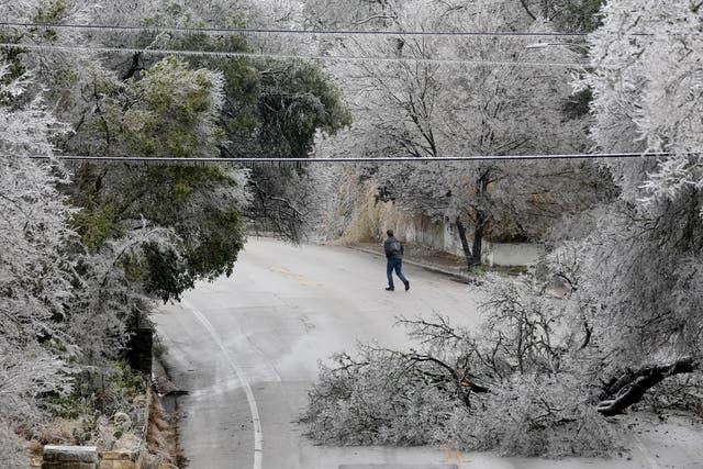 <p>A fallen tree blocks most of Barton Skyway in South Austin, Texas, during a winter storm on February 1, 2023</p>