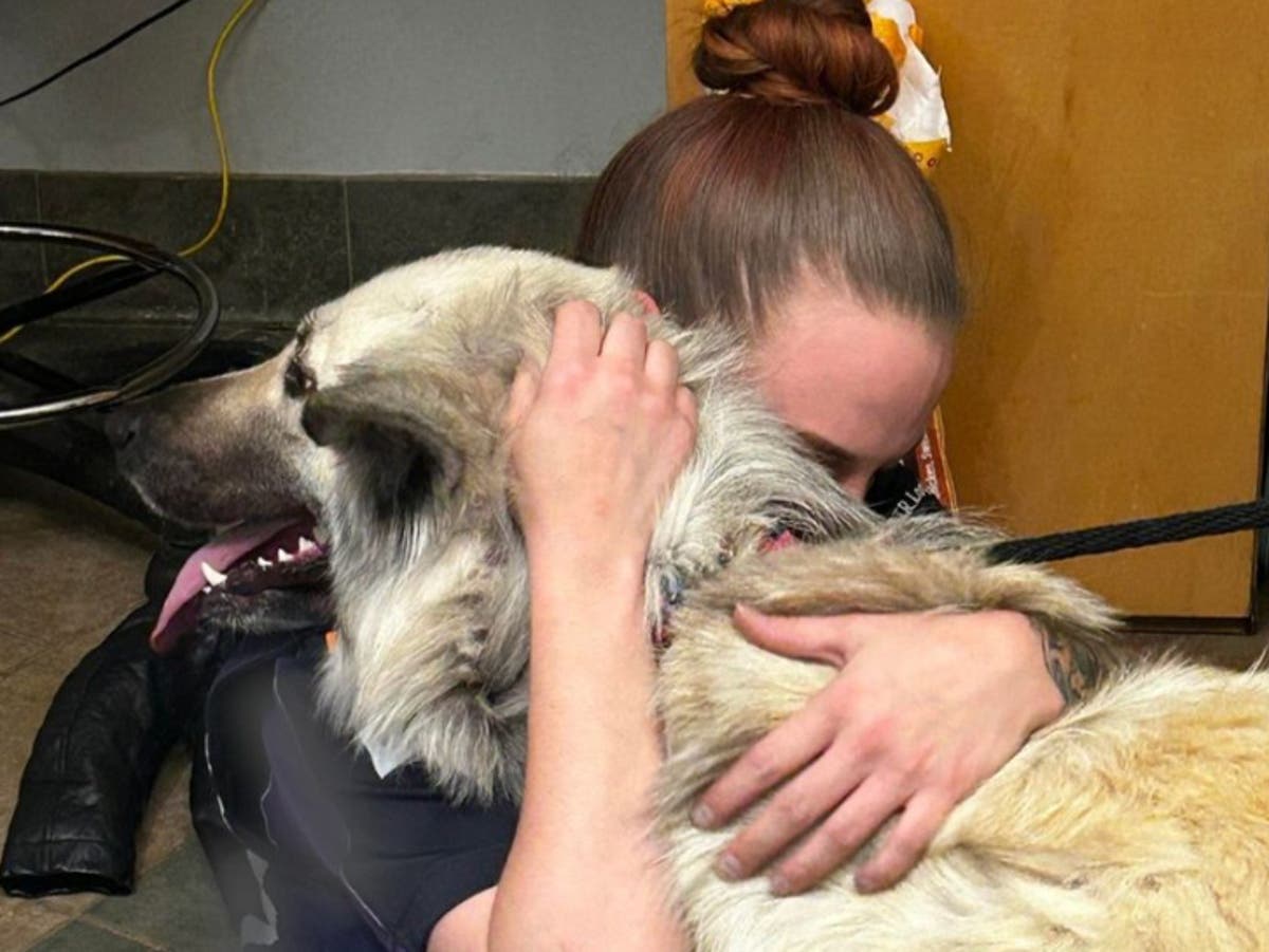 Heartbreaking note attached to abandoned dog leads to touching reunion with owner