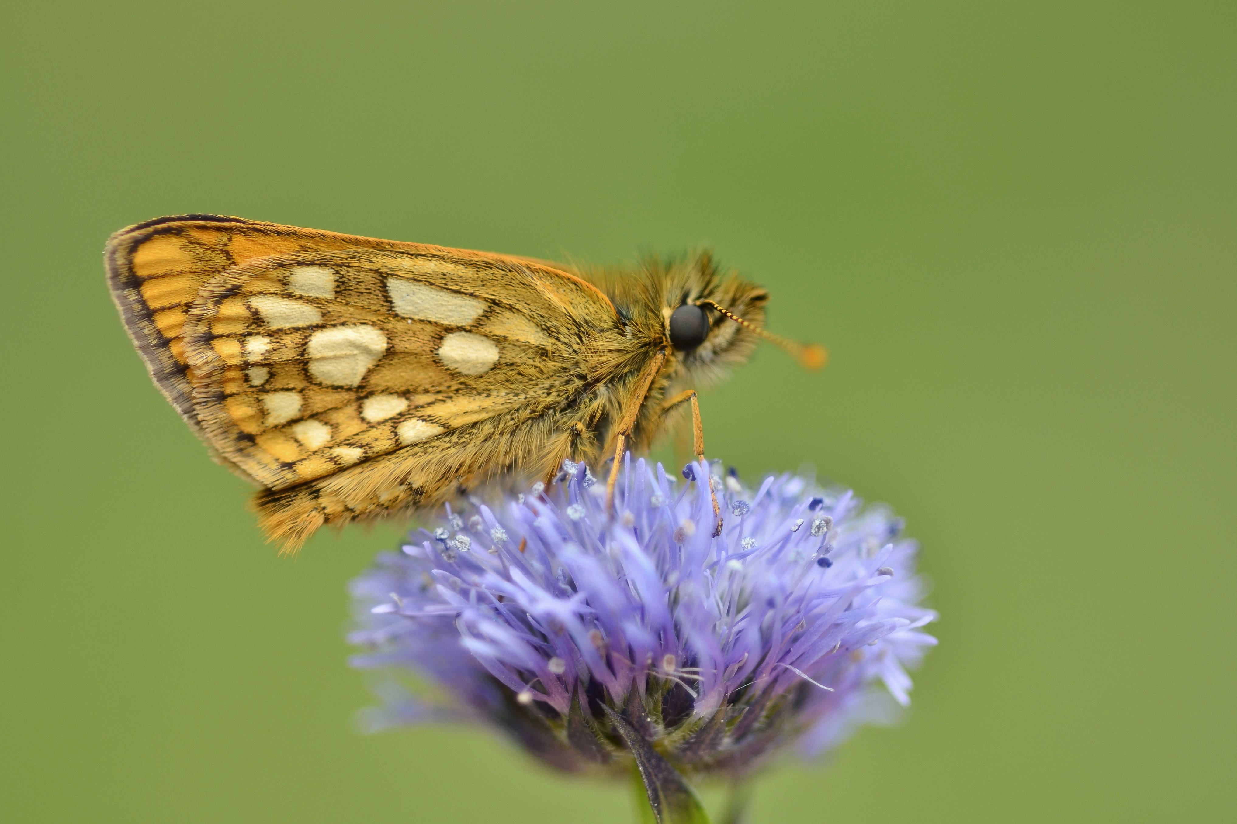 Chequered skipper butterflies have been reintroduced (Gilles San Martin/Butterfly Conservation/PA)