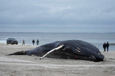Saving the world’s largest animal can help reduce carbon emissions, study shows