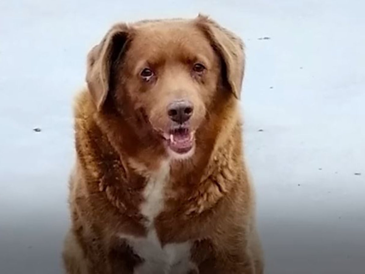 Bobi: 30 yaşında, Portekizli köpek Guinness tarafından dünyanın en yaşlısı seçildi