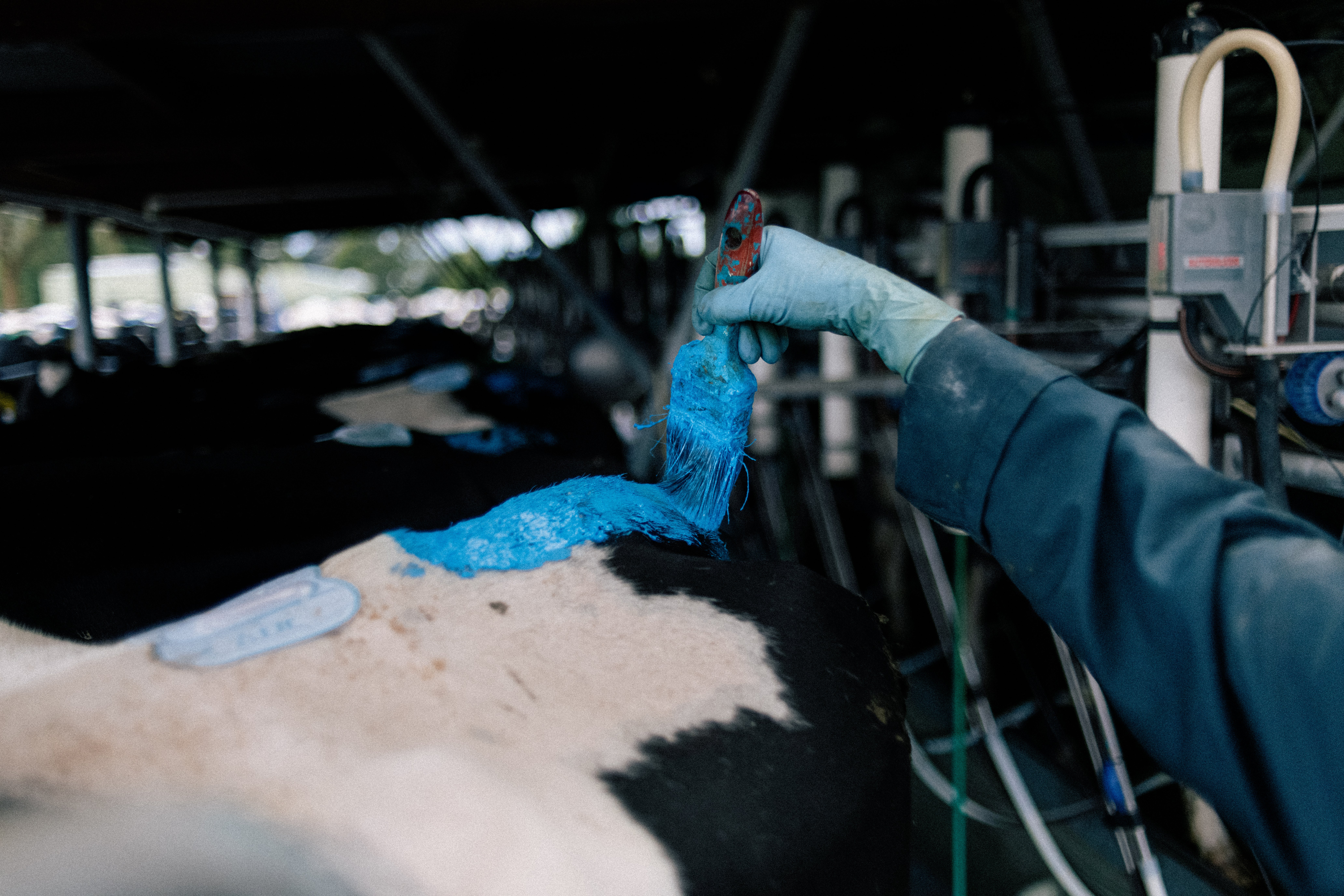 Farmer Sharon Moss marks cows with blue paint representing their stage of processing