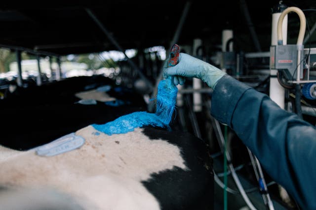 <p>Farmer Sharon Moss marks cows with blue paint representing their stage of processing</p>