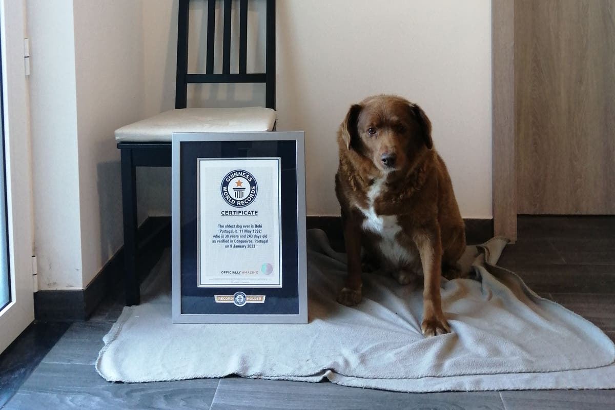 World’s oldest dog ever, 30-year-old Bobi, crowned by Guinness World Records