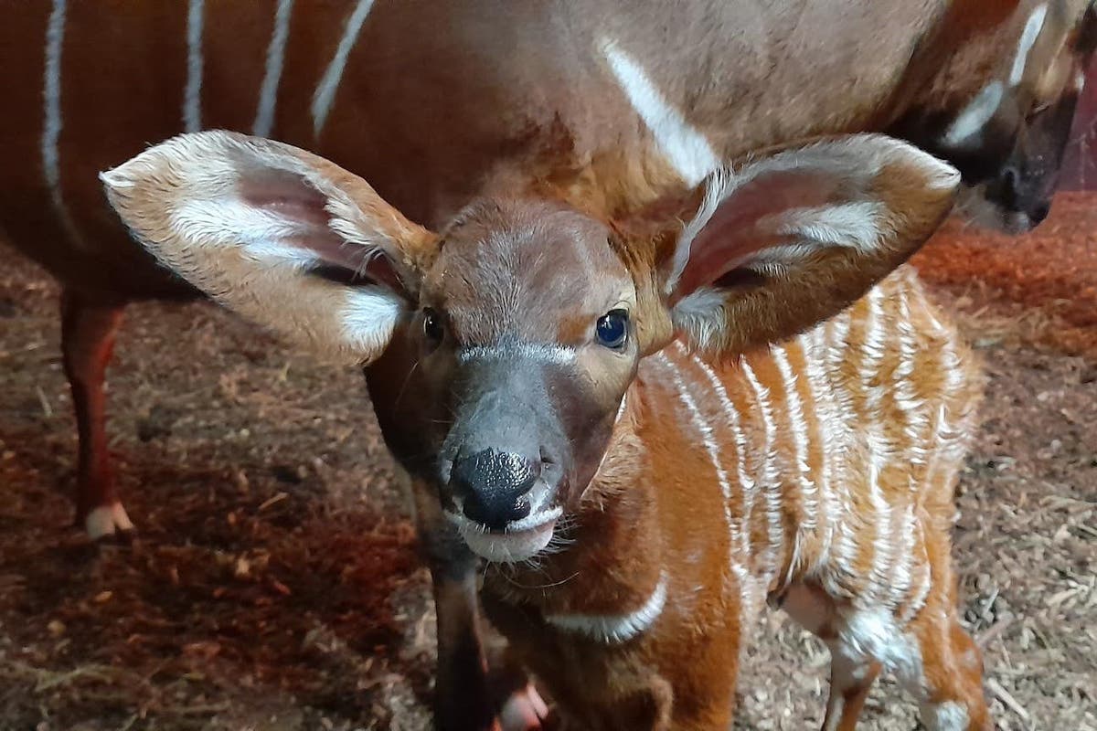Critically endangered mountain bongo birth delights zookeepers Critically endangered mountain bongo birth delights zookeepers