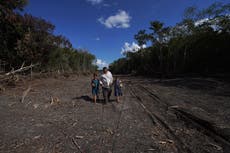 In Mexico, worry that Maya Train will destroy jungle