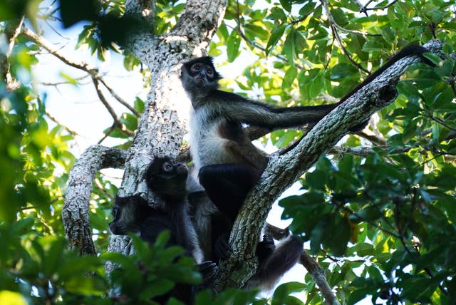 MÉXICO-TREN MAYA BIODIVERSIDAD