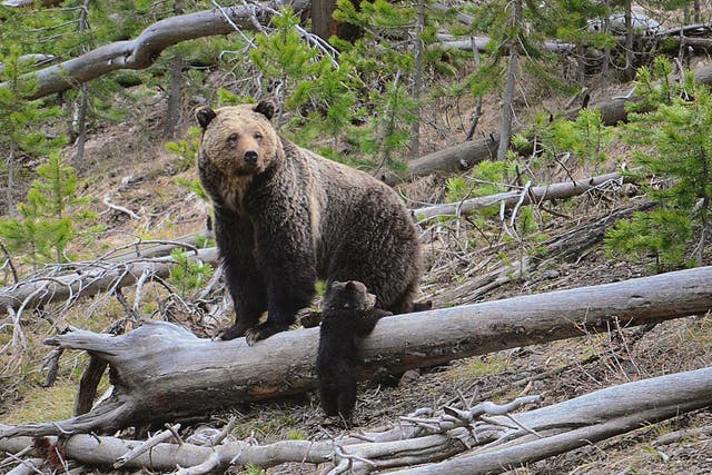 Hunting Grizzlies