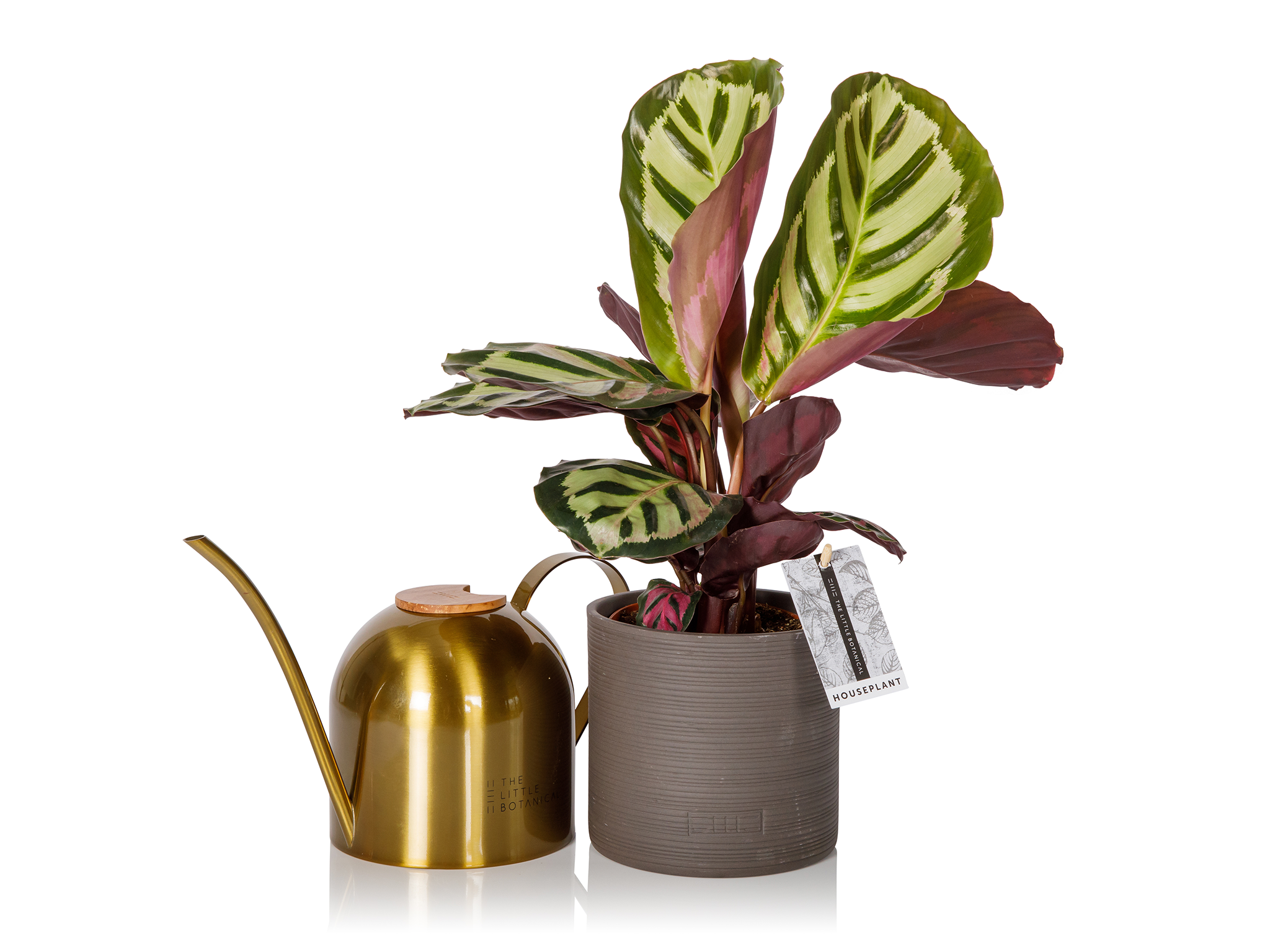 The Little Botanical Euphrates watering can and calathea gift set