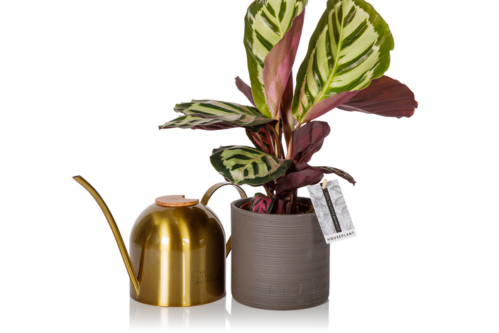 The Little Botanical Euphrates watering can and calathea gift set
