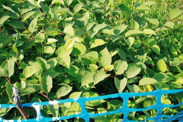 Japanese knotweed had encroached from a neighbour’s land (GBNNSS/PA)