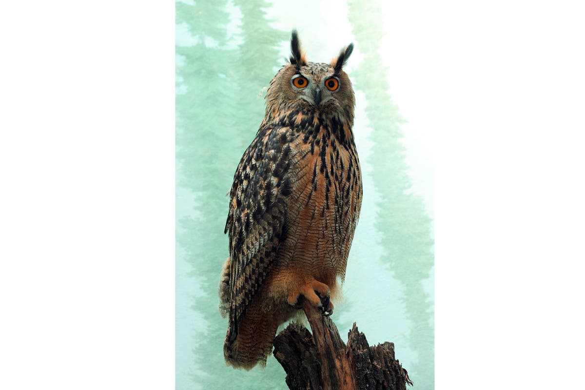 Owl escapes from Central Park Zoo, eludes NYPD, zookeepers Owl escapes from Central Park Zoo, eludes NYPD, zookeepers