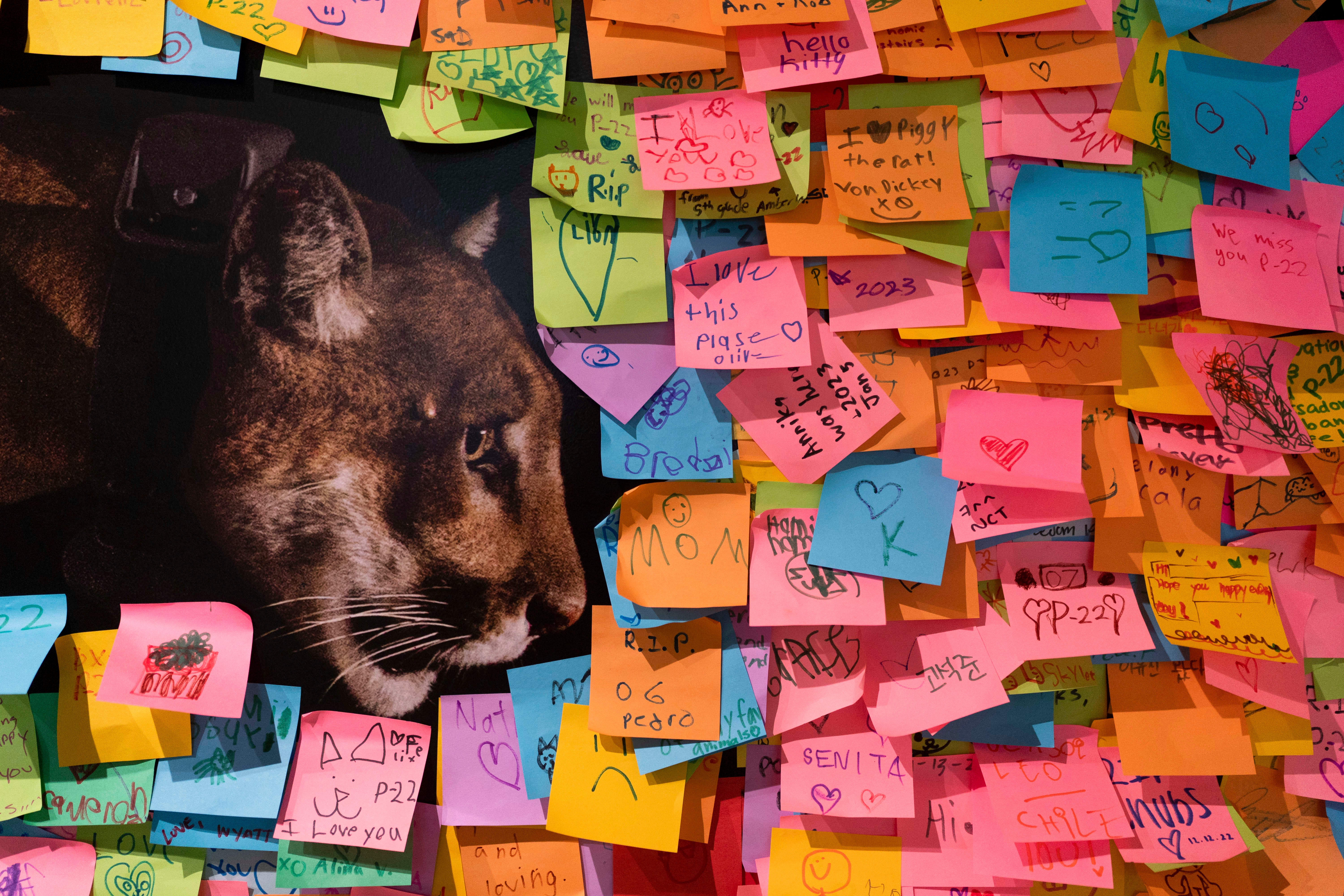 California Famed Mountain Lion