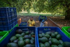 Mexican avocados shipped for Super Bowl named in complaint