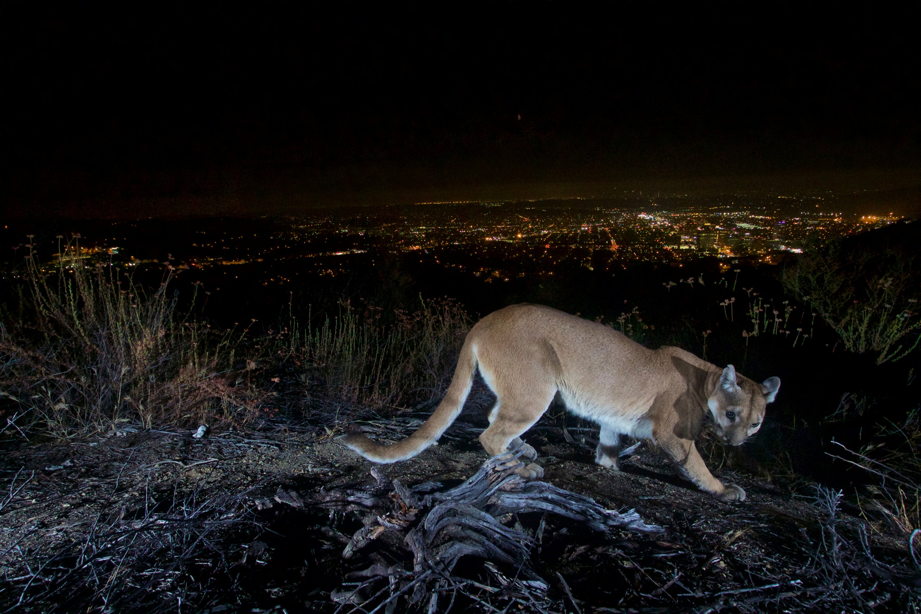 California Mountain Lion Attack