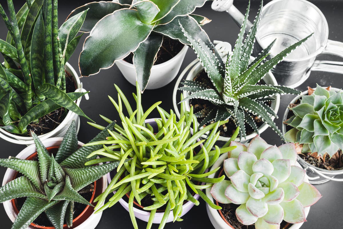 These easy-care houseplants don’t need much water