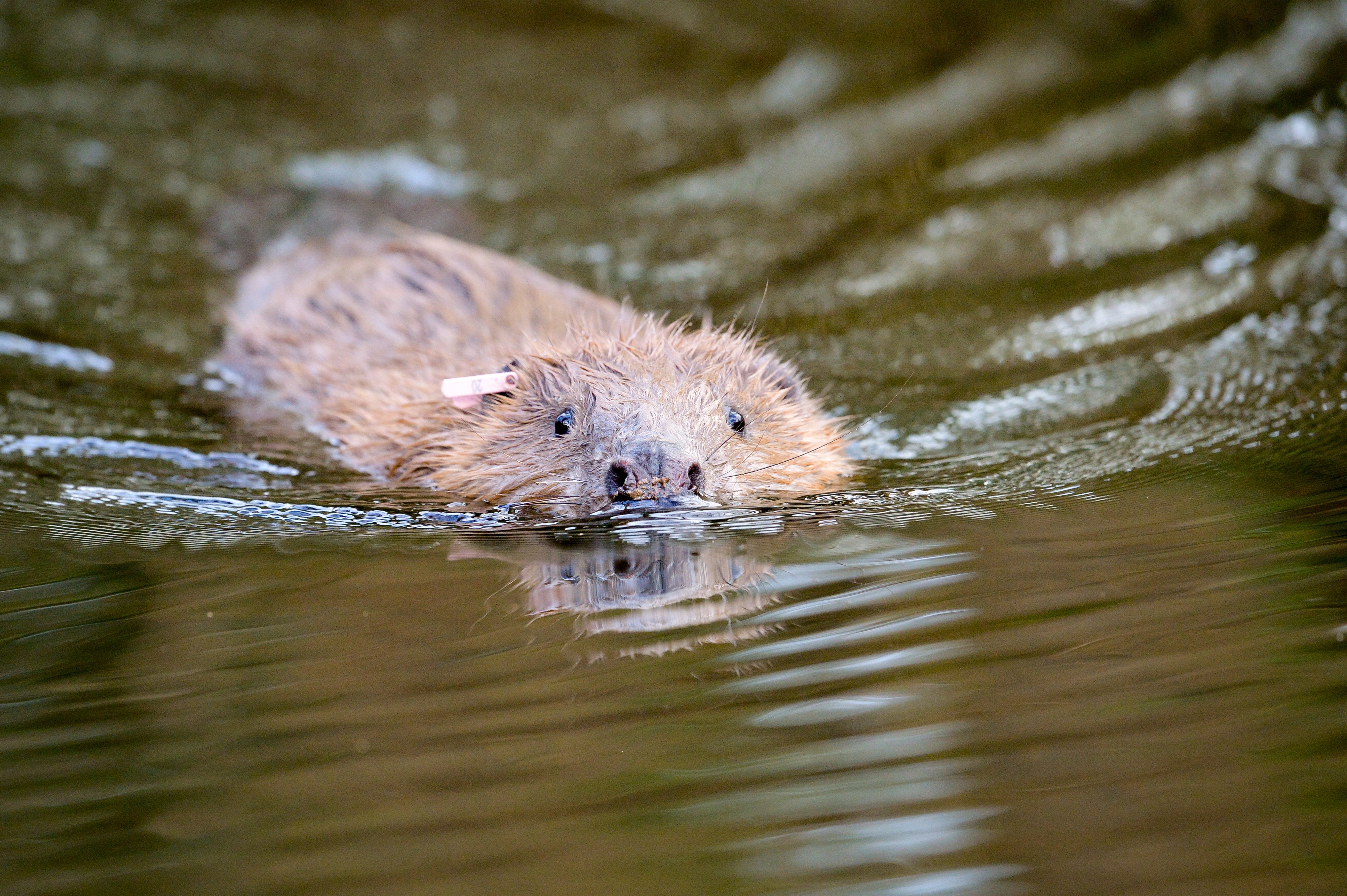 <p>File image: The beavers will be released in Ealing in autumn  </p>