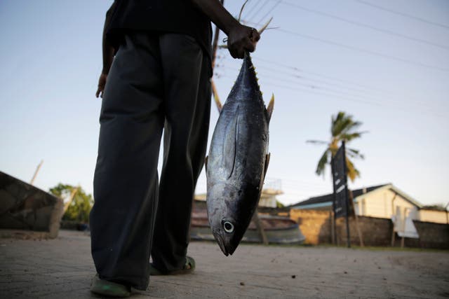 Climate Indian Ocean Tuna