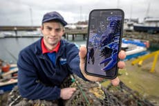 Rare blue lobster catch in Belfast Lough ‘two million to one shot’, says skipper