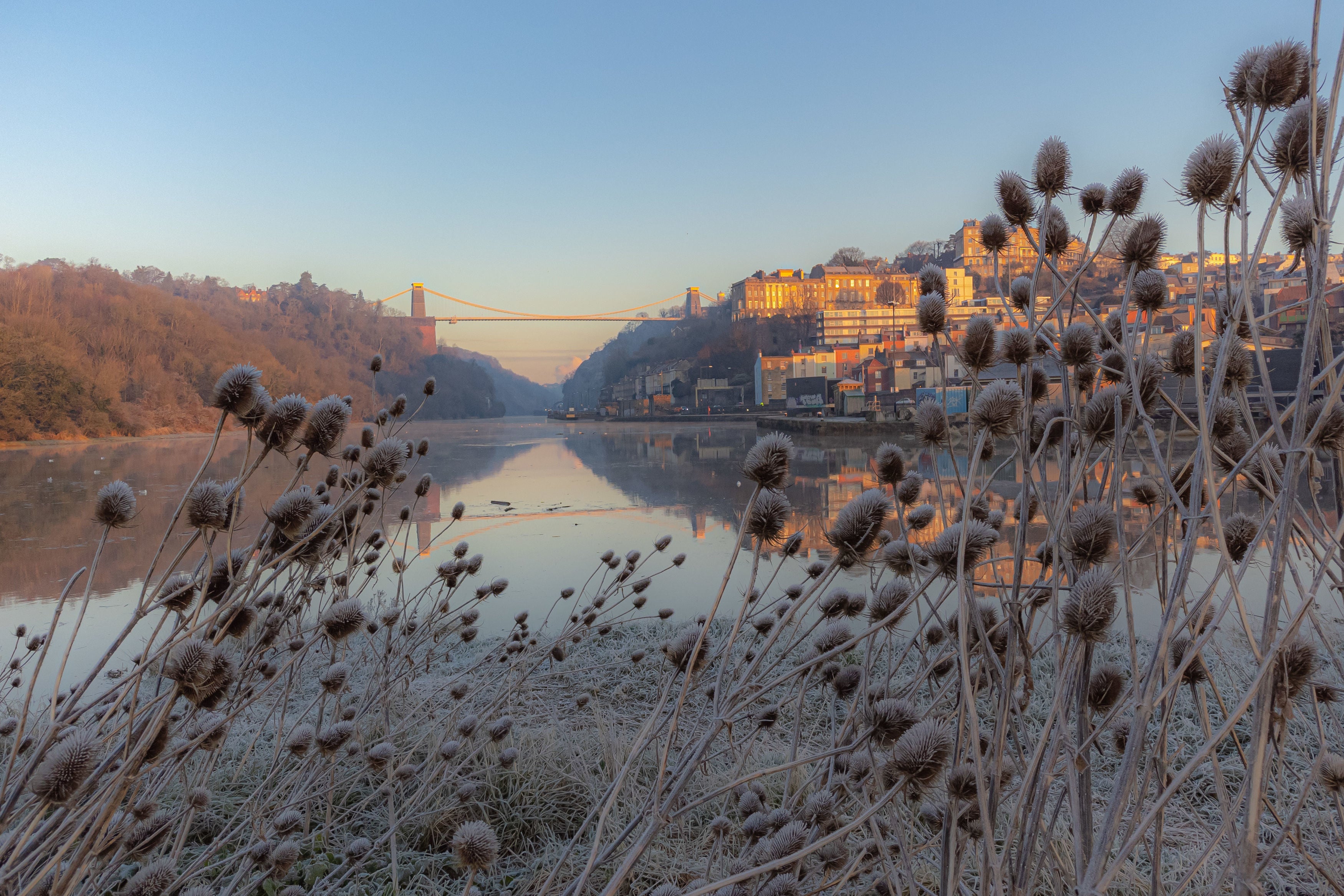 Frosty teasels in Bristol, where clear misty skies and a cold morning brings frost across parts of the south west UK
