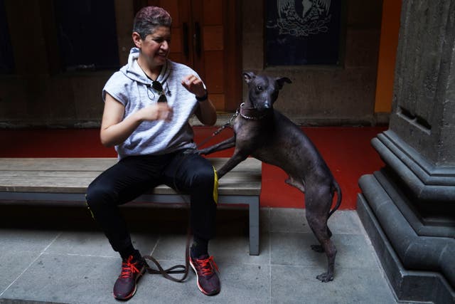 Mexico Xoloitzcuintle