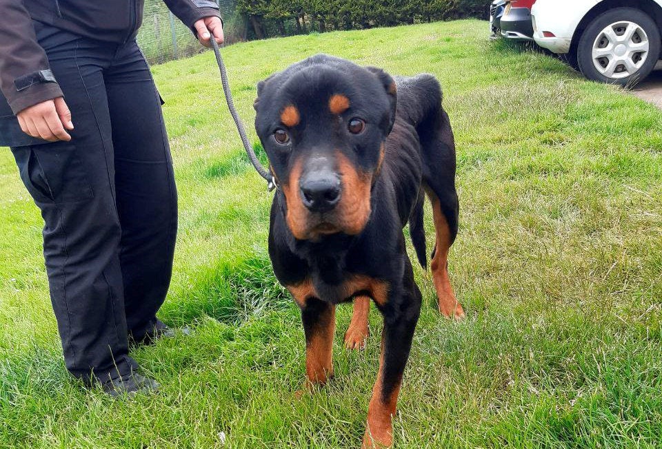 George Todd, 71, and Mary Walton, 62, of Methil, Fife, admitted failing to provide an adequate diet and veterinary care to their Rottweilers, Beau (pictured), aged four, and Nala, two.