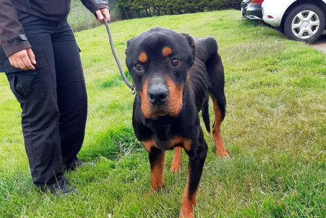 <p>George Todd, 71, and Mary Walton, 62, of Methil, Fife, admitted failing to provide an adequate diet and veterinary care to their Rottweilers, Beau (pictured), aged four, and Nala, two. </p>