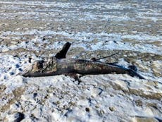Frozen shark washes up on Massachusetts beach amid sub-zero temperatures