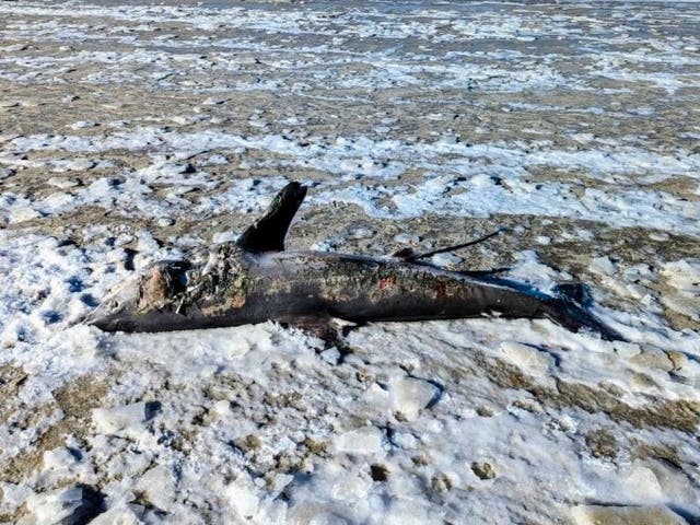 <p>A frozen shark washed up on a beach in Massachusetts on 4 February</p>