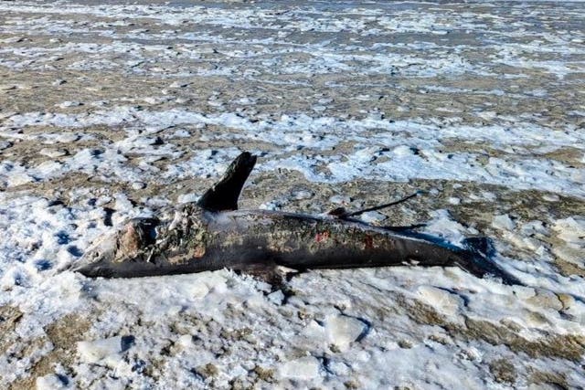 <p>A frozen shark washed up on a beach in Massachusetts on 4 February</p>