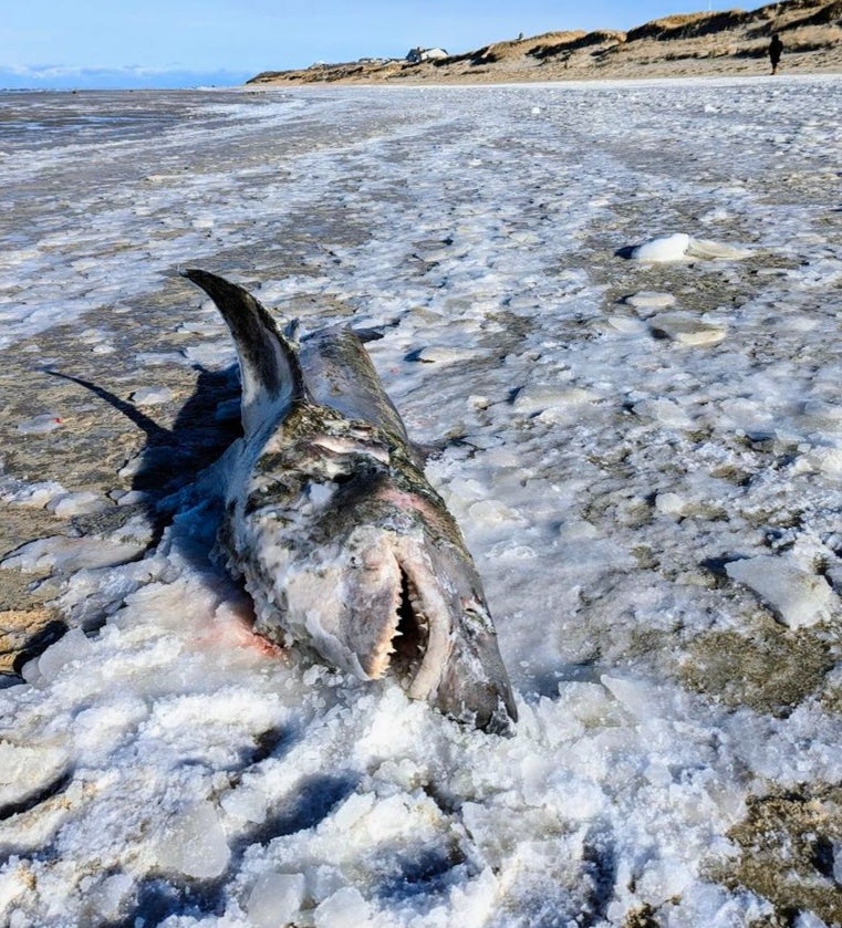 Photographer Amie Medeiros spotted a frozen shark on a beach during a cold blast in sub-zero conditions