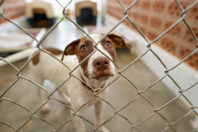 Dogs Trust said it has been receiving a record number of inquiries from people forced to rehome their dogs (David Baileys/Alamy/PA)