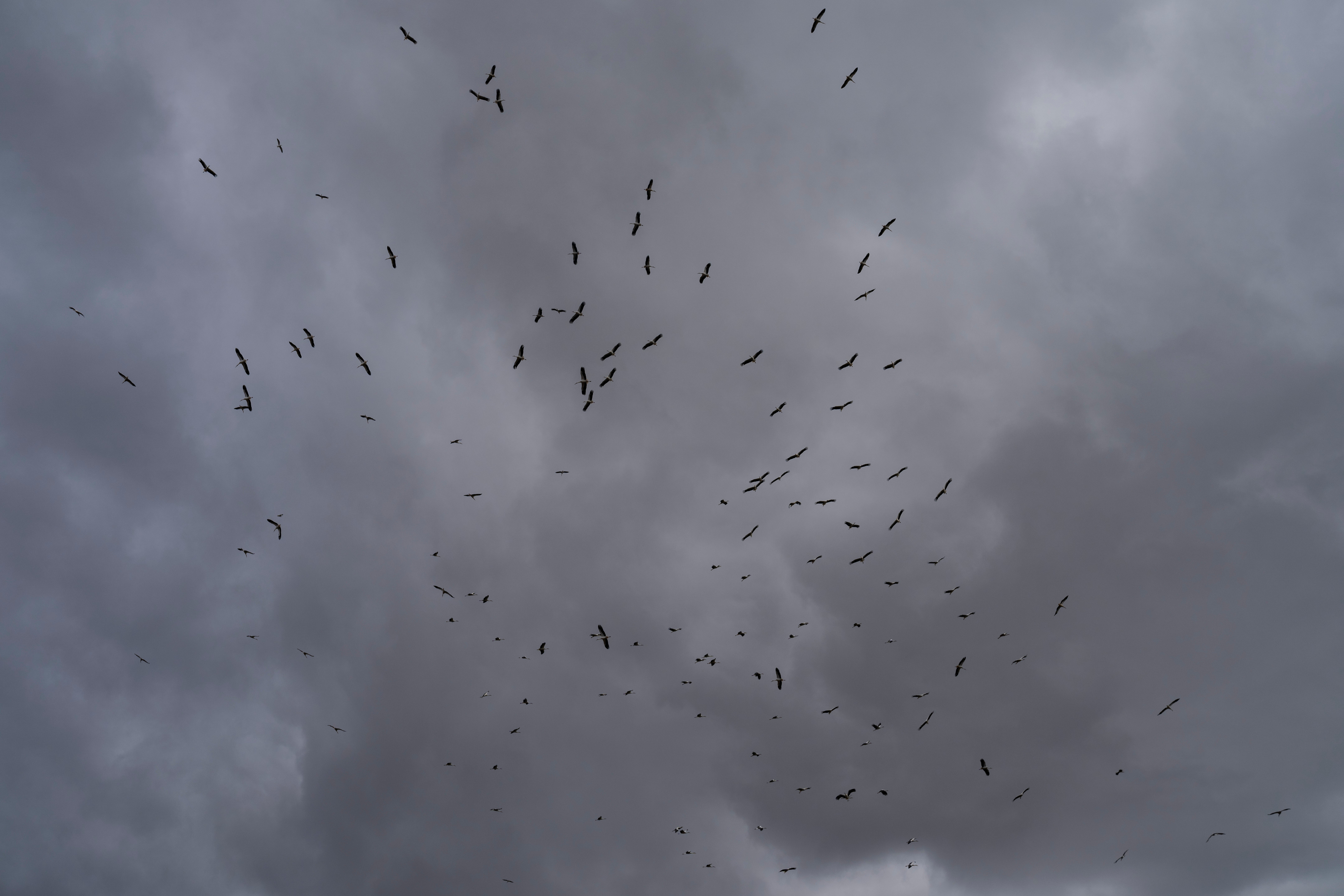 Climate Spain Storks