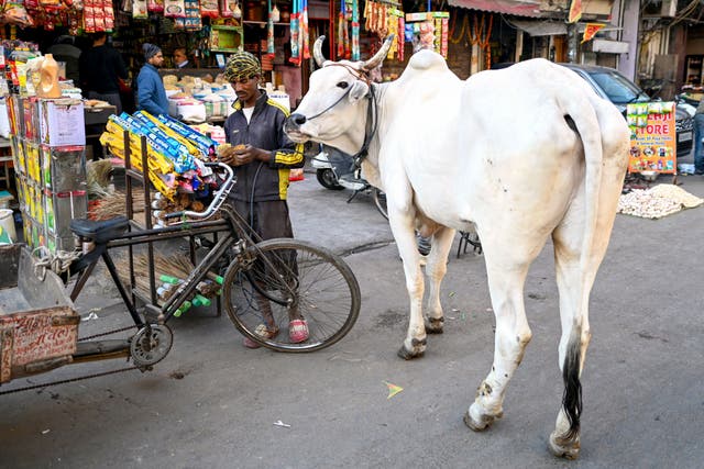 <p>File image: Cows, a common site on streets in India, are considered holy in Hinduism  </p>