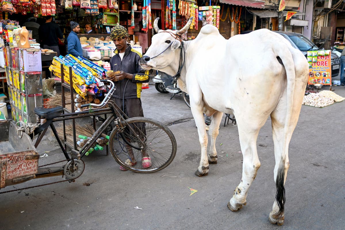 India wants to make Valentine’s Day ‘hug a cow day’