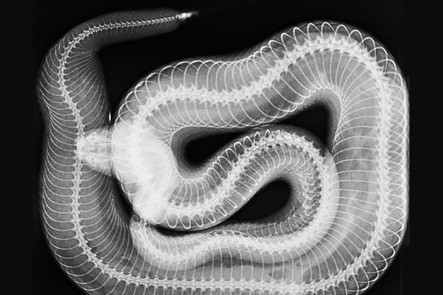 An X-ray of a Western diamondback rattlesnake (London Zoo/PA)