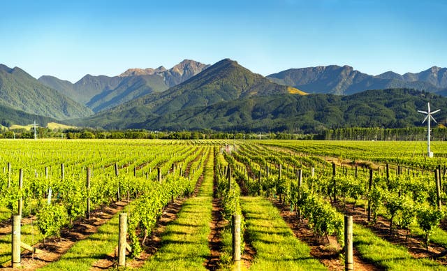 <p>A vineyard in Blenheim, Marlborough on New Zealand’s South Island</p>