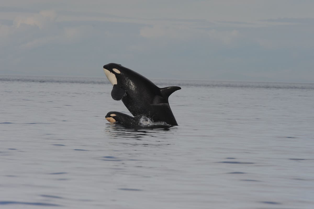 Killer whale mothers ‘pay high price’ for raising sons, say researchers