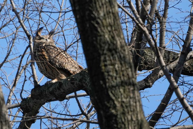 APTOPIX Escaped Owl Central Park