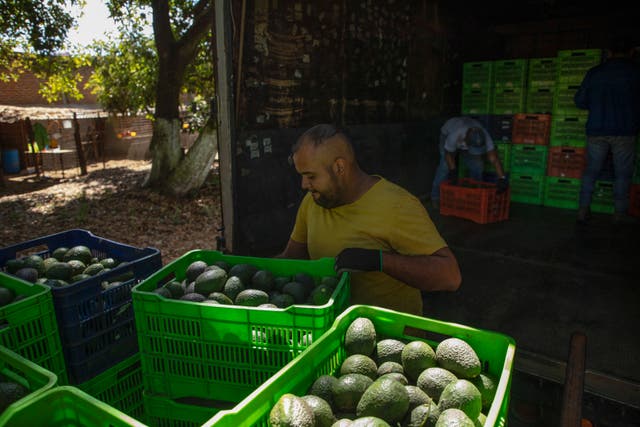 MÉXICO-EEUU-AGUACATES