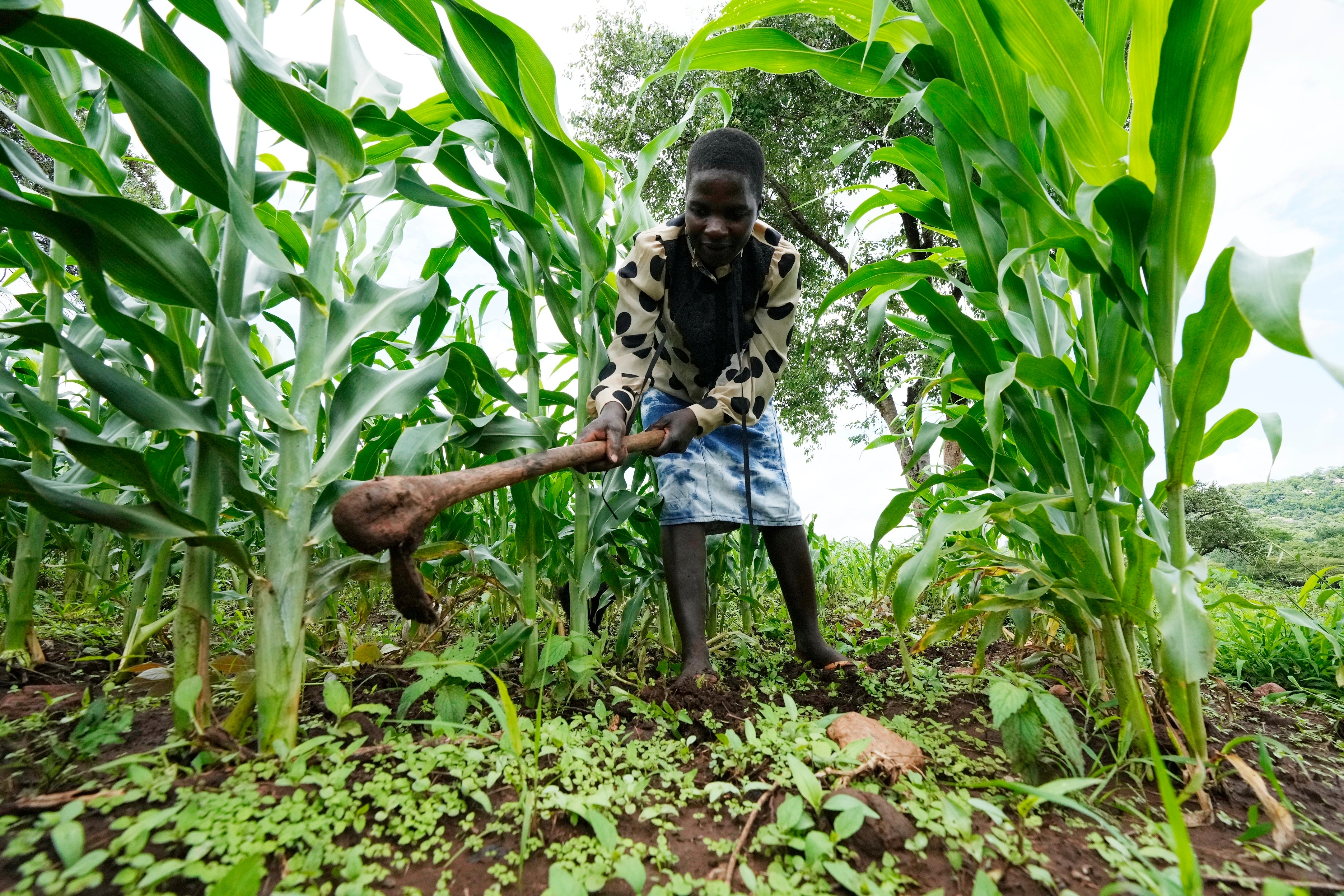 UN Food Alternative Grains