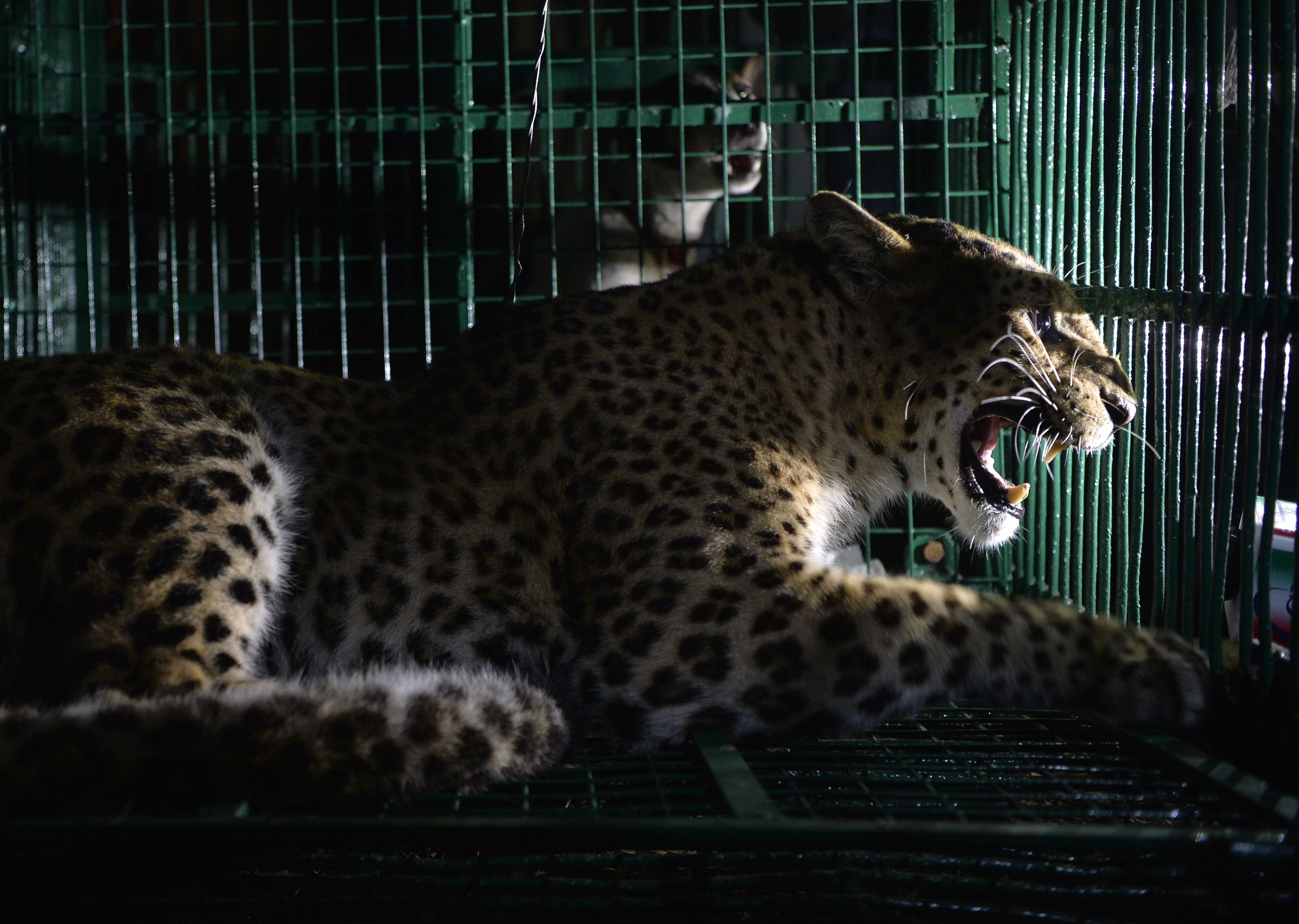 The leopard was captured after being shot by tranquiliser guns and only taken in control by the wildlife officials
