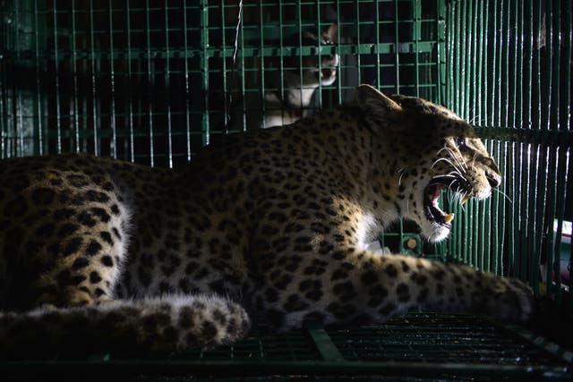 <p>The leopard was captured after being shot by tranquiliser guns and only taken in control by the wildlife officials</p>